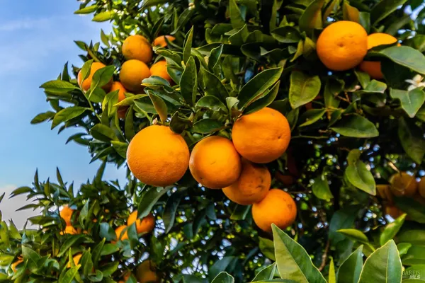 an aerial view of a large tree and yard
