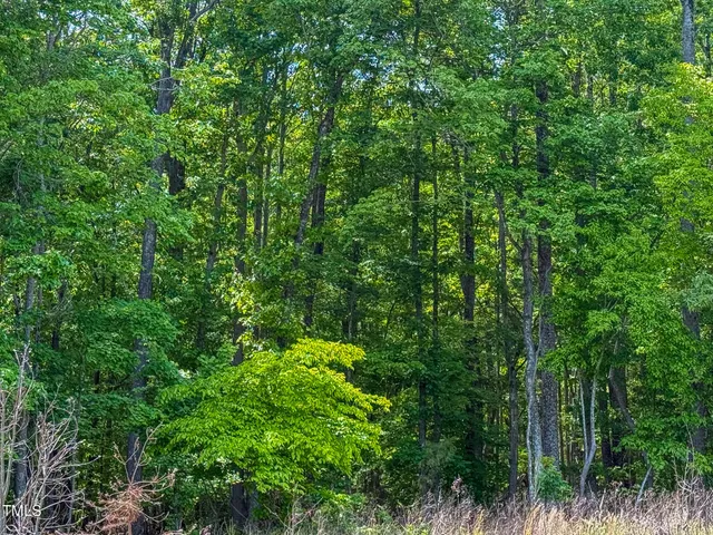 a view of a lush green forest