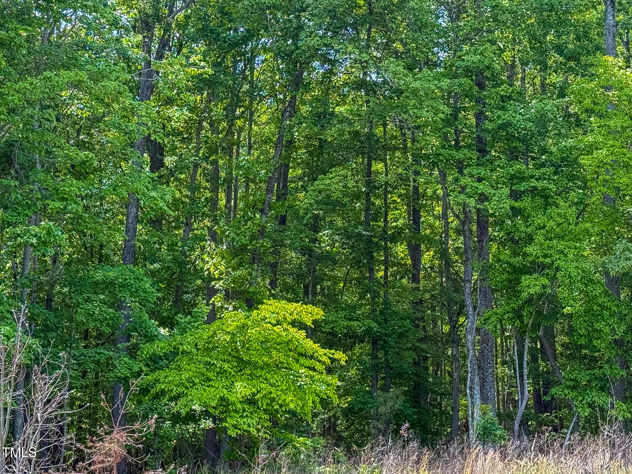 167.10 Leasburg Road Roxboro, NC 27573 - Photo 13 of 26 a view of a lush green forest
