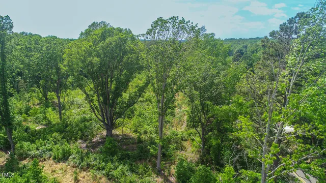 a view of a lush green forest