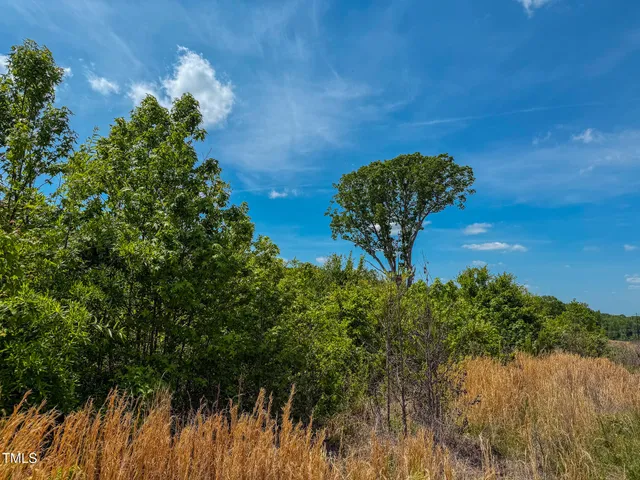 a view of a lush green forest