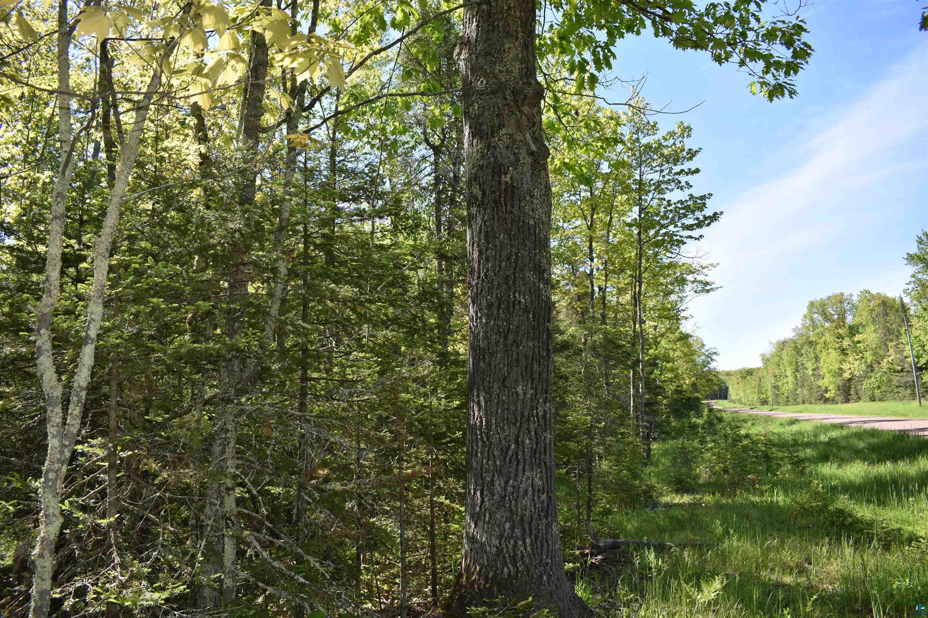 60-xxx Andrew Anderson Road Mason, WI 54856 - Photo 1 of 24 View of nature