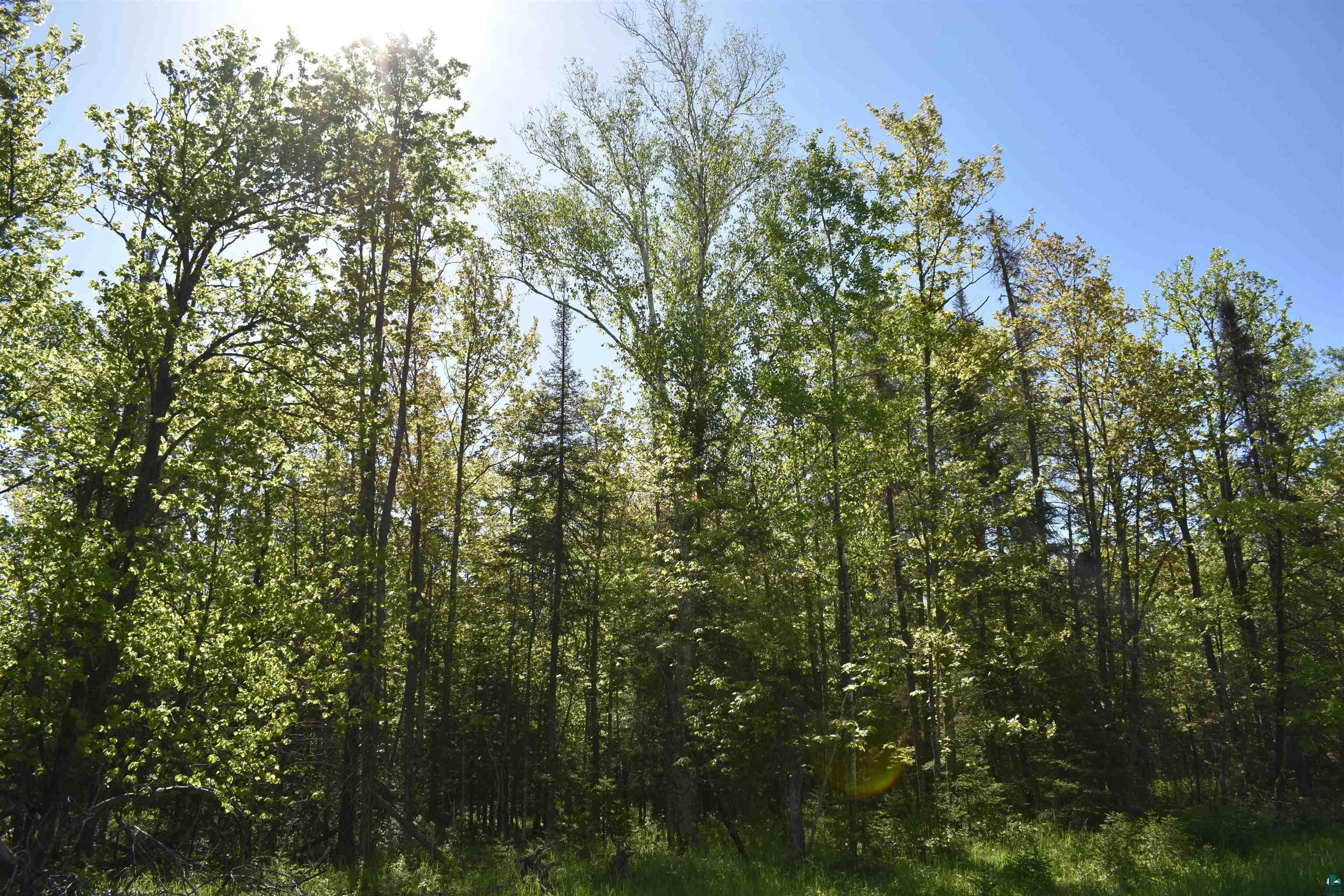 60-xxx Andrew Anderson Road Mason, WI 54856 - Photo 11 of 24 View of mother earth's splendor