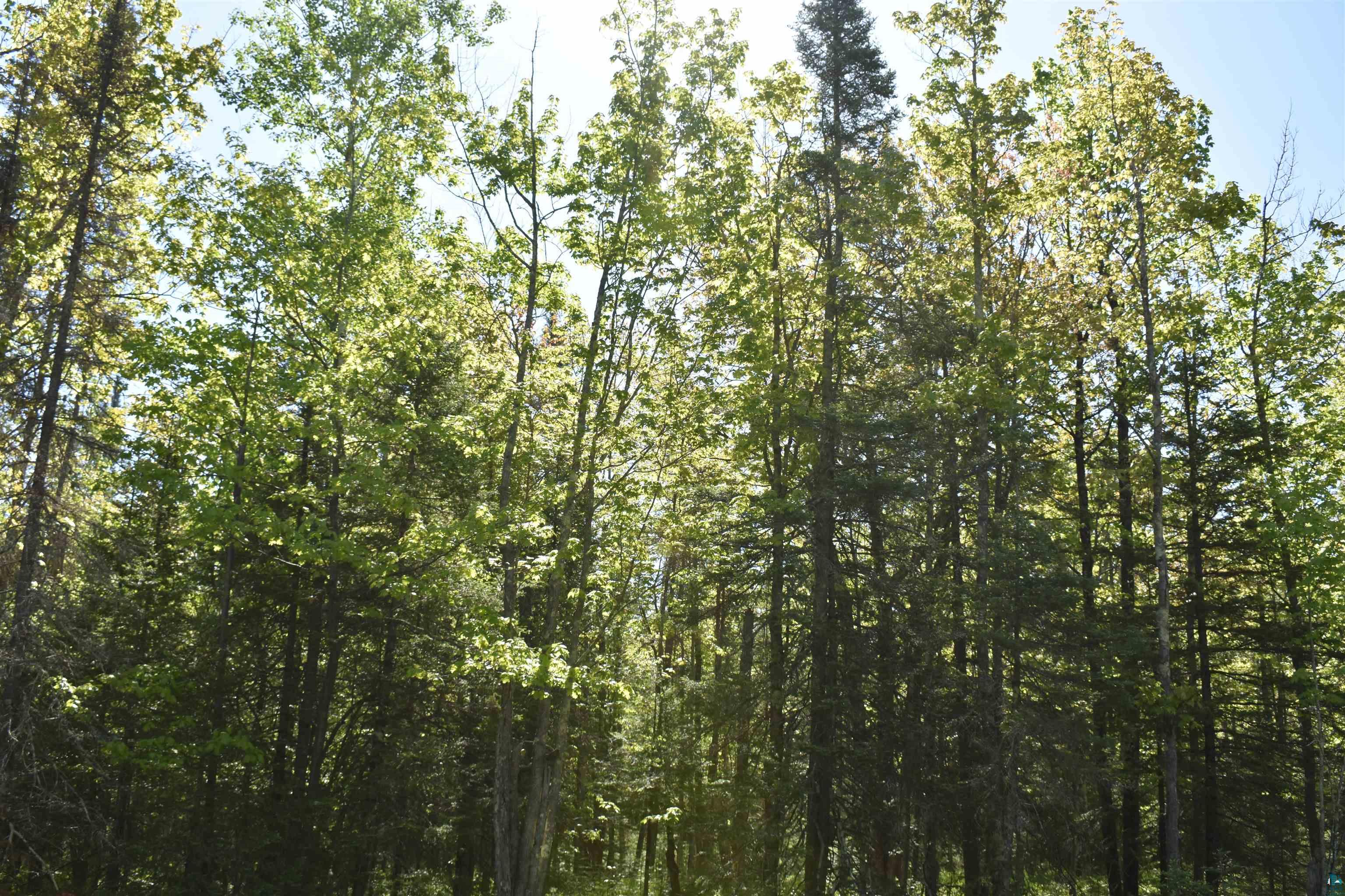 60-xxx Andrew Anderson Road Mason, WI 54856 - Photo 14 of 24 View of nature