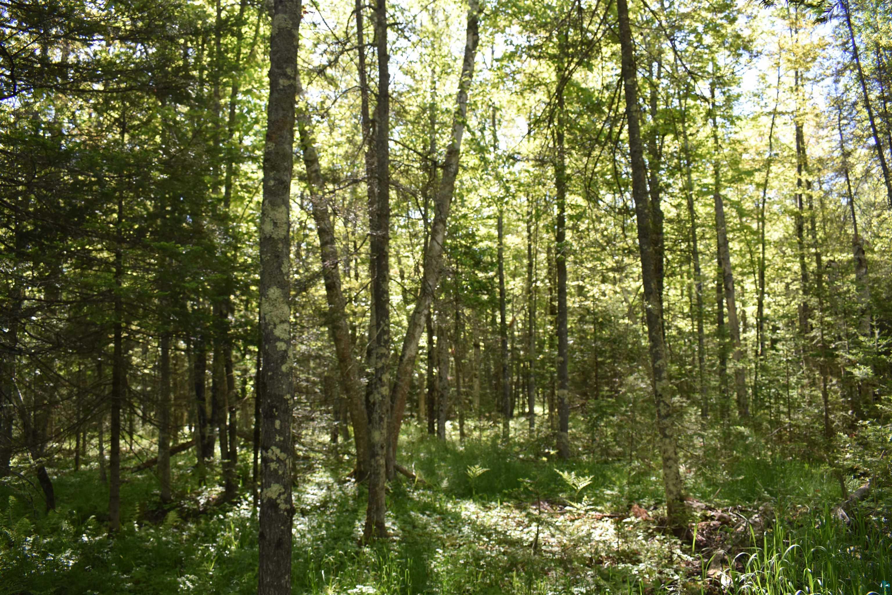 60-xxx Andrew Anderson Road Mason, WI 54856 - Photo 16 of 24 View of nature