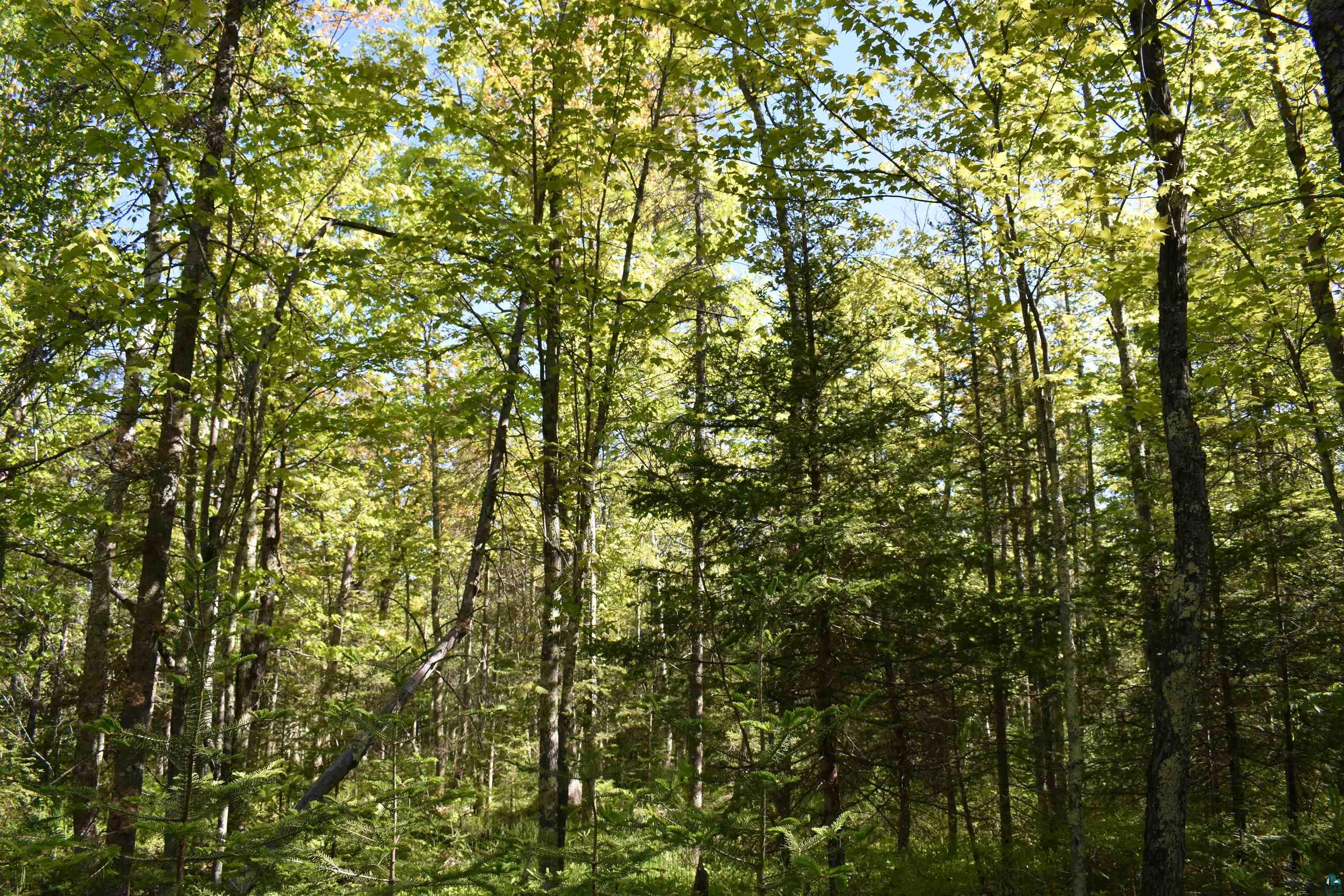 60-xxx Andrew Anderson Road Mason, WI 54856 - Photo 18 of 24 View of mother earth's splendor