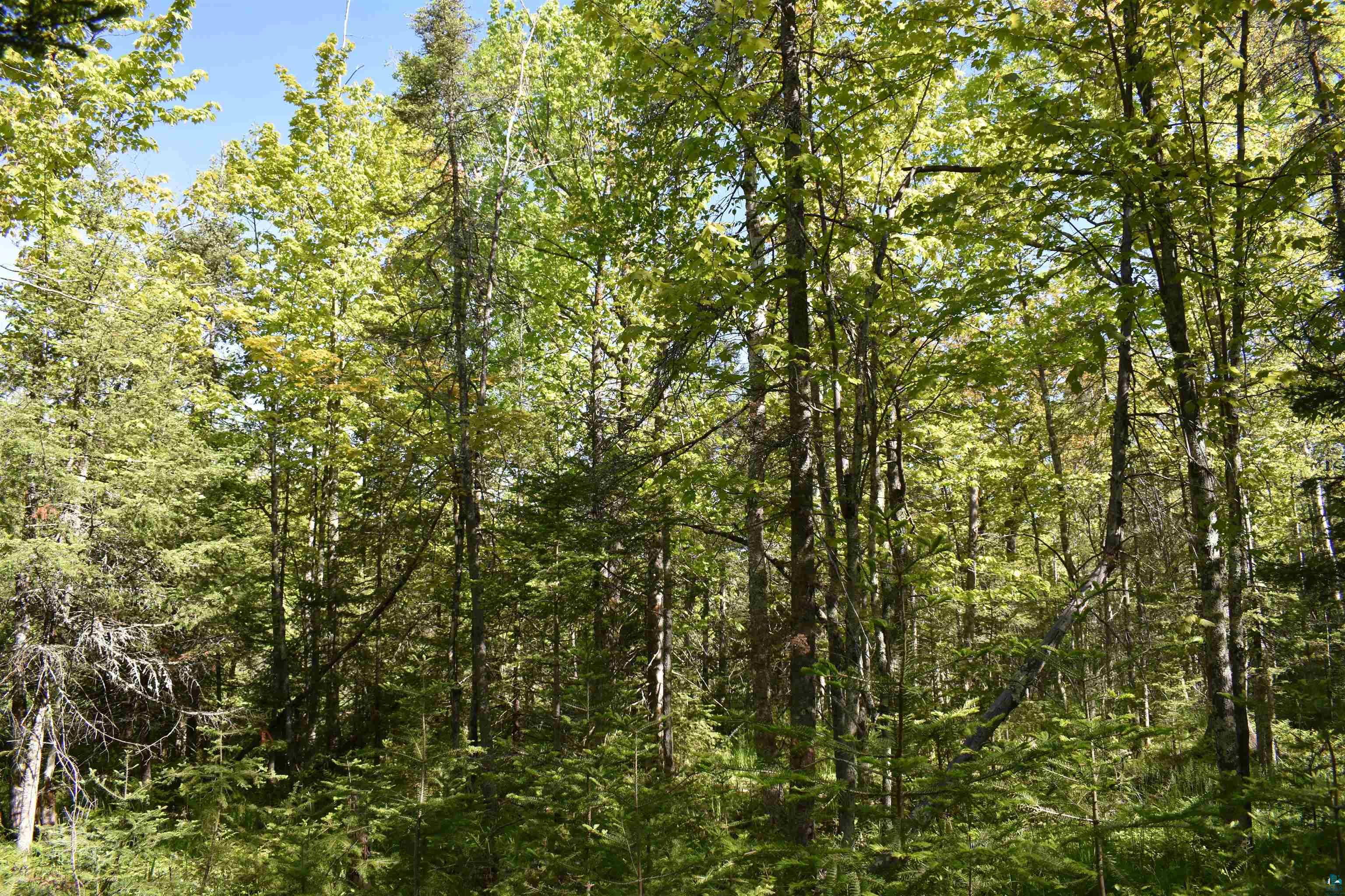 60-xxx Andrew Anderson Road Mason, WI 54856 - Photo 19 of 24 View of local wilderness