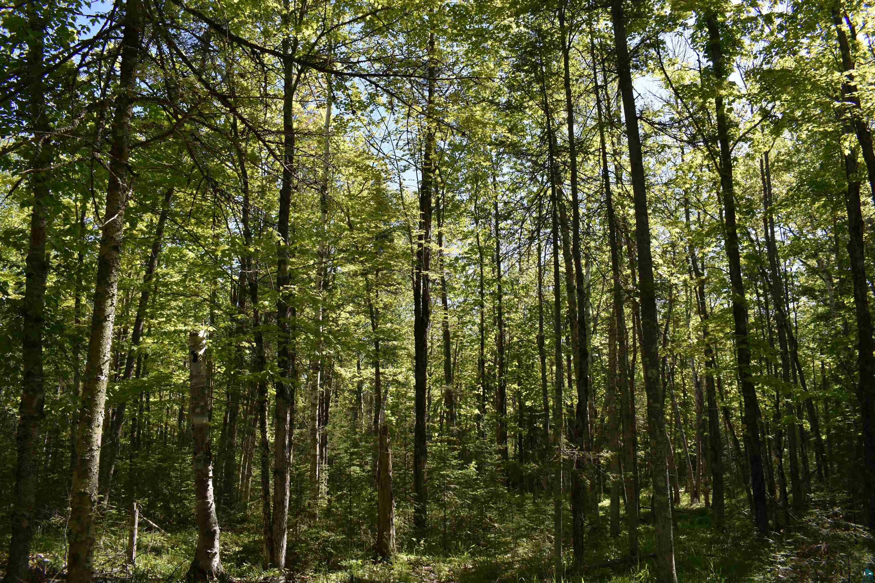 60-xxx Andrew Anderson Road Mason, WI 54856 - Photo 20 of 24 View of local wilderness