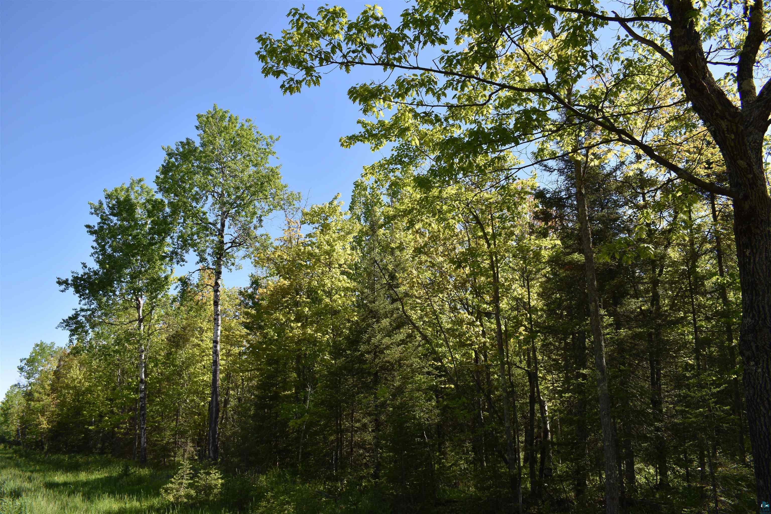 60-xxx Andrew Anderson Road Mason, WI 54856 - Photo 2 of 24 View of nature