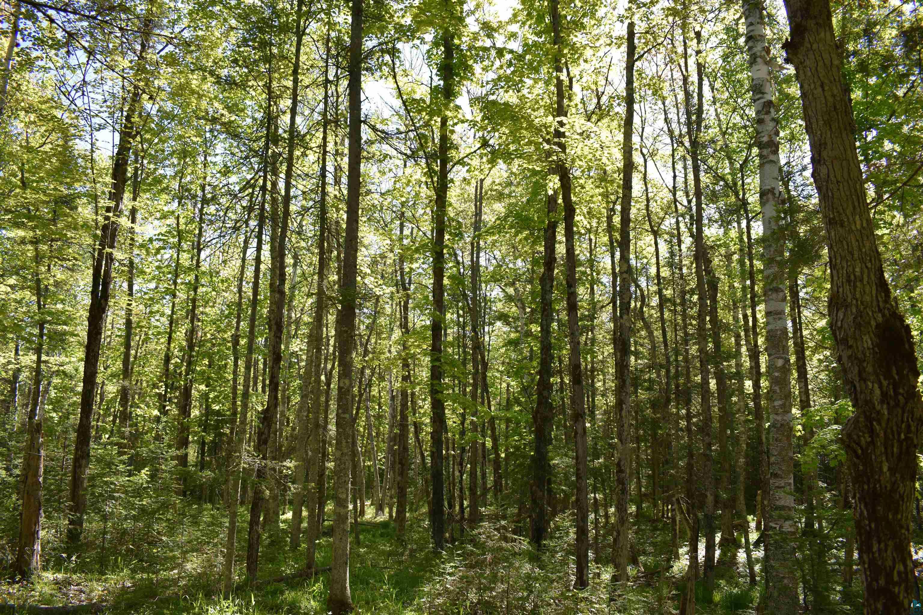 60-xxx Andrew Anderson Road Mason, WI 54856 - Photo 22 of 24 View of local wilderness