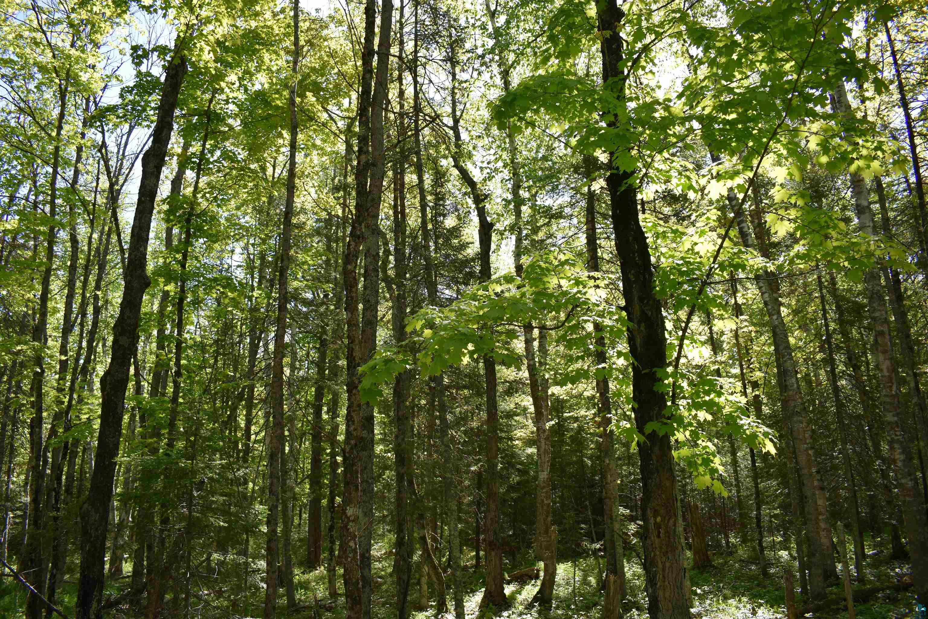 60-xxx Andrew Anderson Road Mason, WI 54856 - Photo 23 of 24 View of nature
