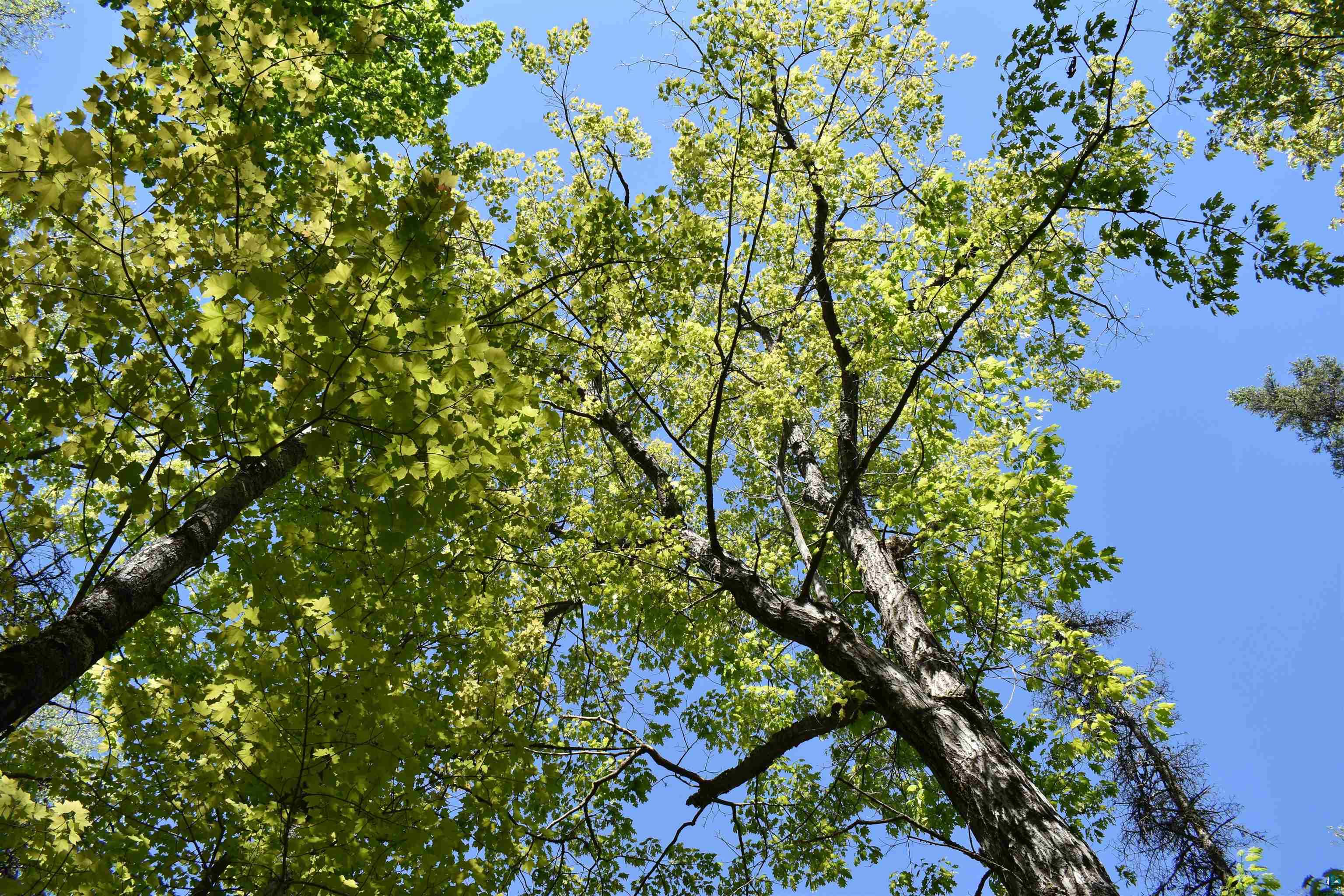 60-xxx Andrew Anderson Road Mason, WI 54856 - Photo 24 of 24 View of local wilderness