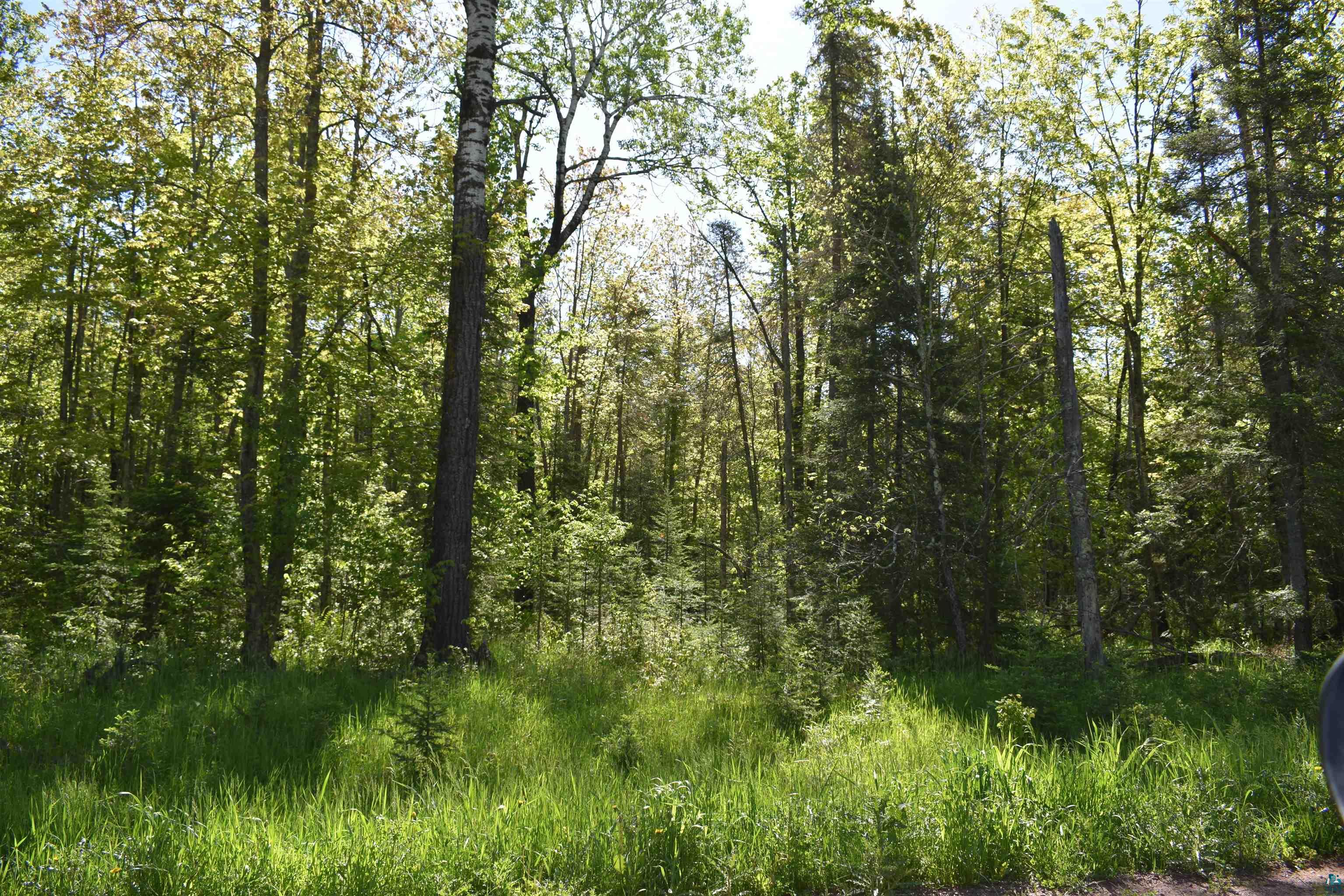 60-xxx Andrew Anderson Road Mason, WI 54856 - Photo 10 of 24 View of nature