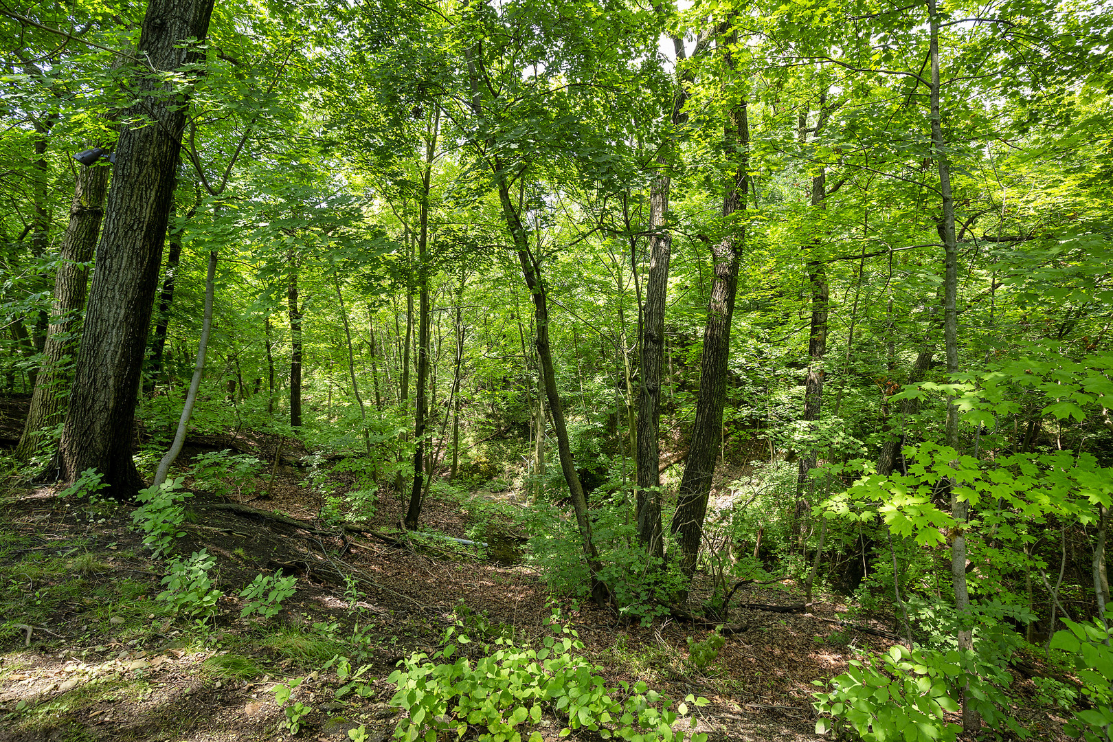 195 Franklin Road Glencoe, IL 60022 - Photo 28 of 33 a view of outdoor space and green space