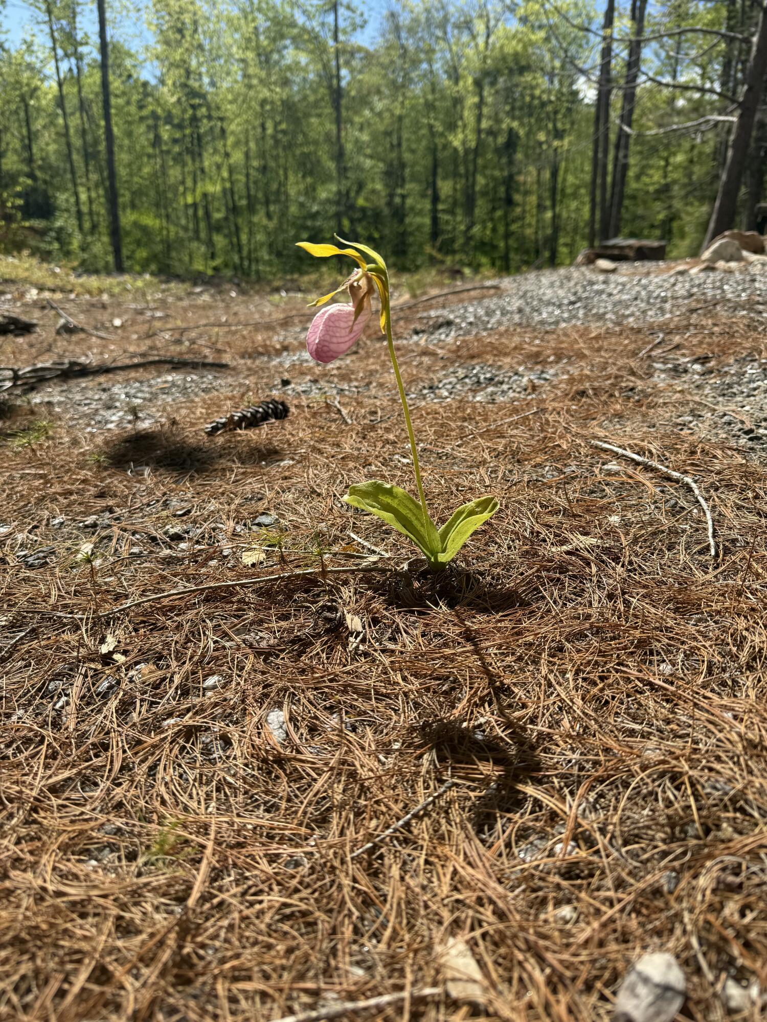 19 Grist Mill Road Naples, ME 04055 - Photo 29 of 31 Lady Slipper!!
