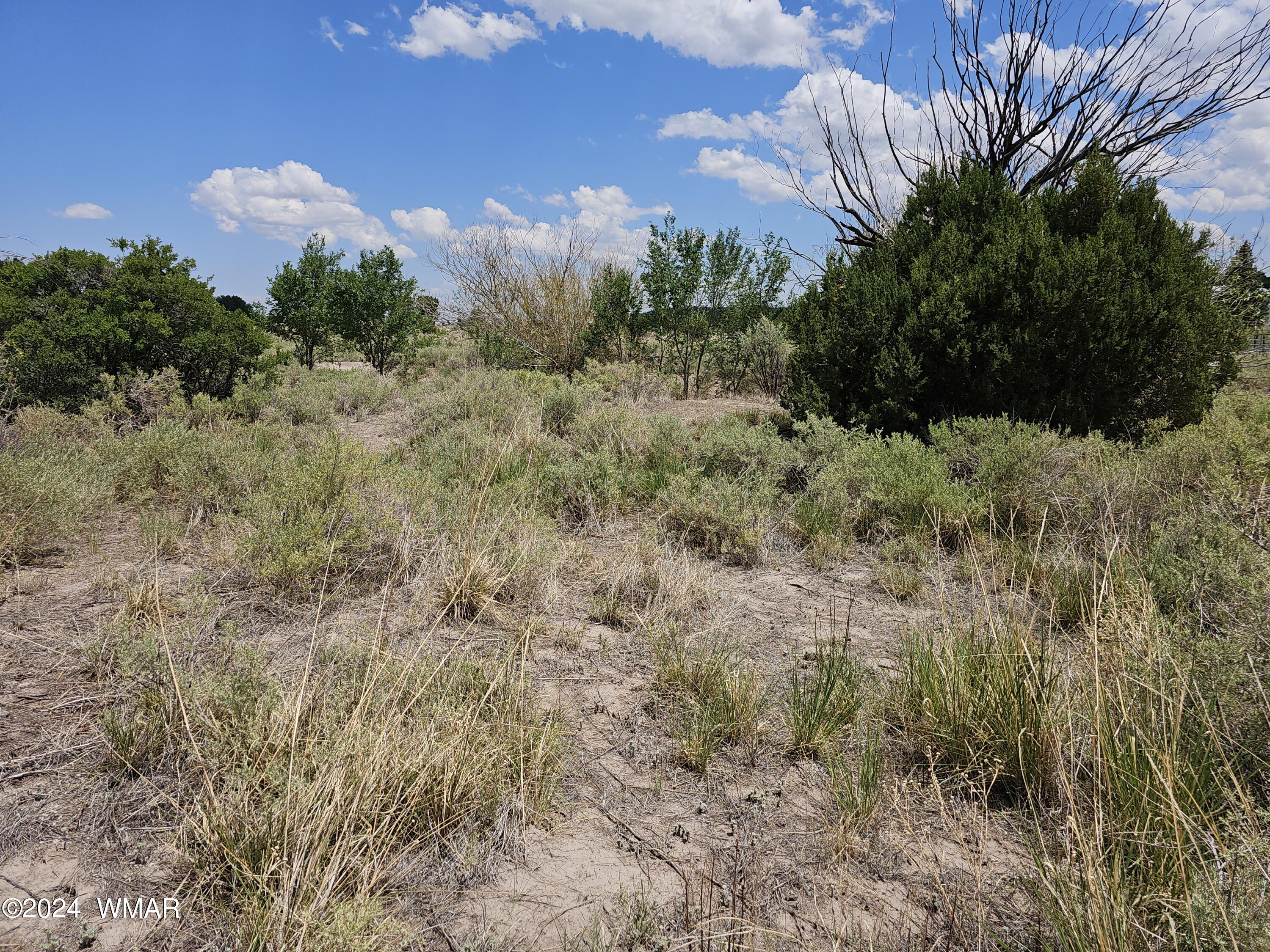 Tbd School Bus Road Eagar, AZ 85925 - Photo 6 of 20 20240715_114622