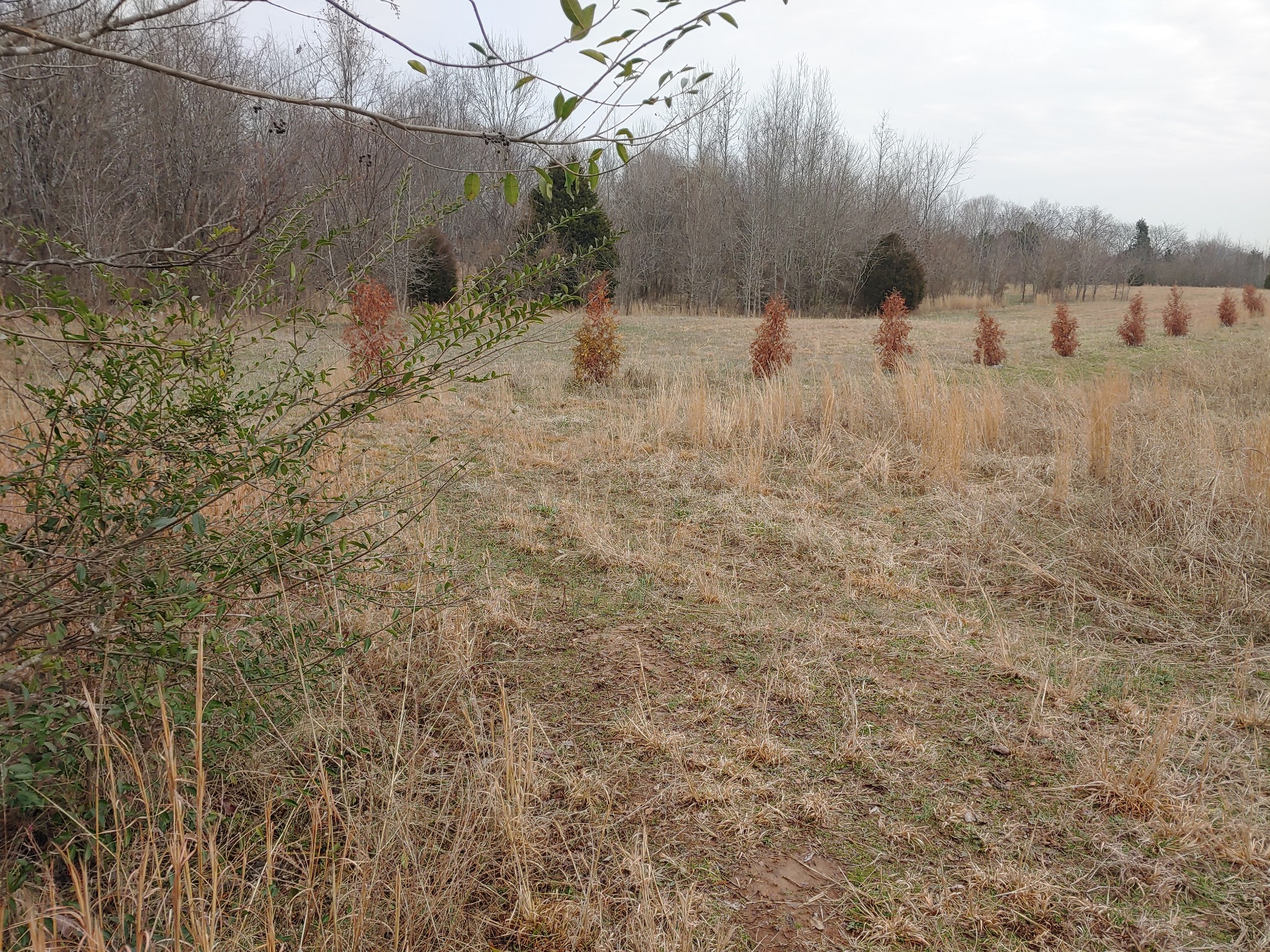 0 Joe Mac Lipscomb Road Springfield, TN 37172 - Photo 14 of 15 a view of a yard of the house