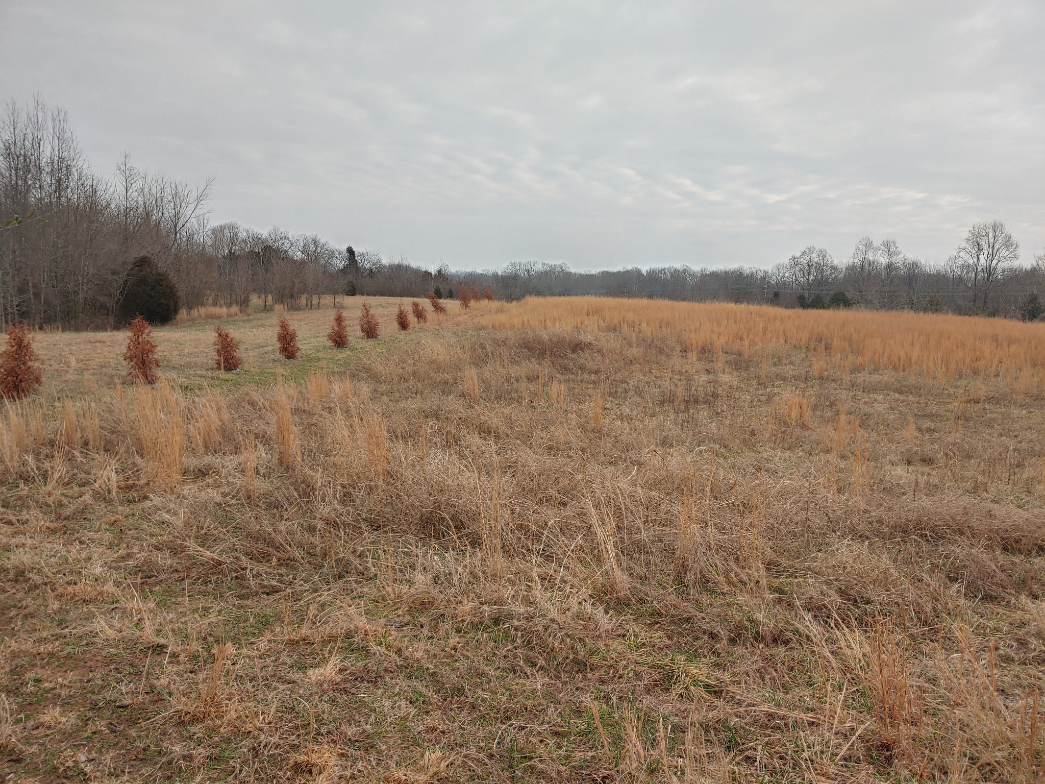 0 Joe Mac Lipscomb Road Springfield, TN 37172 - Photo 8 of 15 a view of a lake view