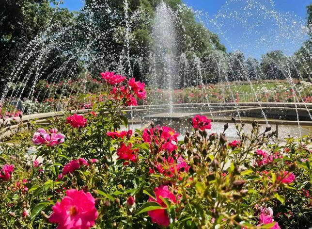 139 Aldrich Road Columbus, OH 43214 - Photo 45 of 46 Park of Roses in full bloom