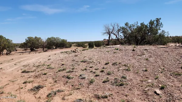 a view of a dry yard with a tree in the background
