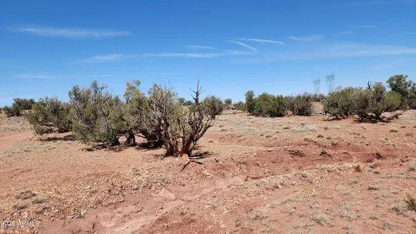 a view of a dry yard with a large tree