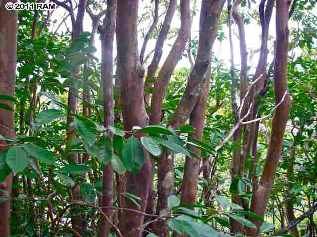 0 Awalau Road, Unit 7 Haiku, HI 96708 - Photo 12 of 16 a backyard of a house with lots of green space