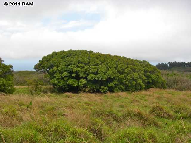 0 Awalau Road, Unit 7 Haiku, HI 96708 - Photo 3 of 16 a view of a yard with a tree