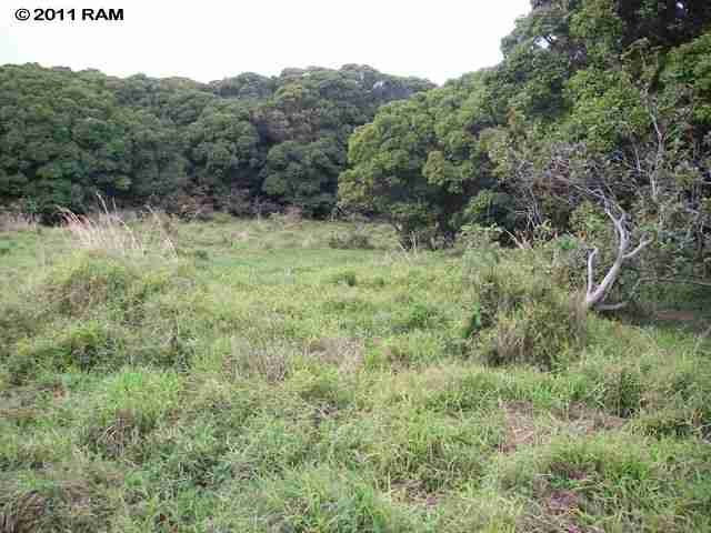 0 Awalau Road, Unit 7 Haiku, HI 96708 - Photo 8 of 16 a view of a lush green forest with trees in the background