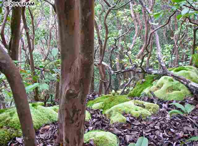 0 Awalau Road, Unit 7 Haiku, HI 96708 - Photo 9 of 16 a view of a garden