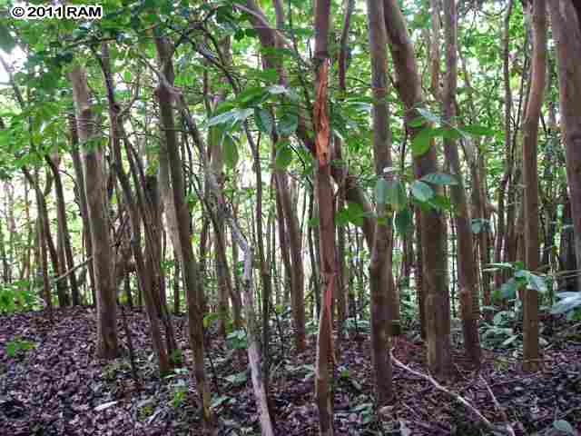 0 Awalau Road, Unit 7 Haiku, HI 96708 - Photo 10 of 16 a view of forest