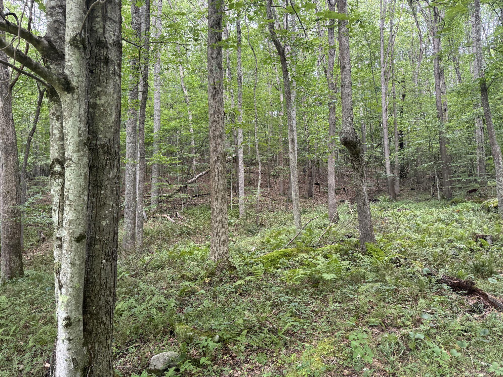 6358 Sewell Creek Road Meadow Bridge, WV 25976 - Photo 11 of 36 Gallery Image 11
