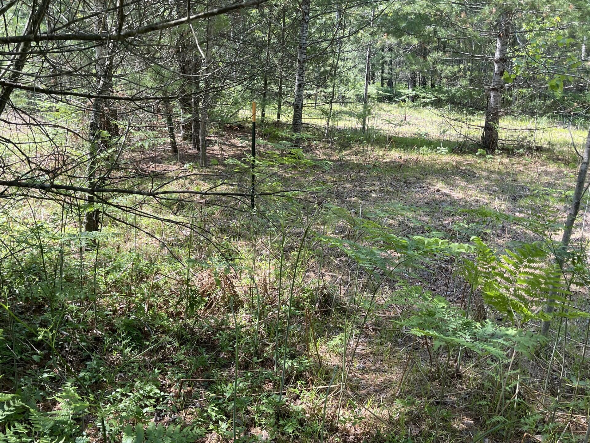 Vl Lake Manuka Road Gaylord, MI 49735 - Photo 3 of 7 Gallery Image 3