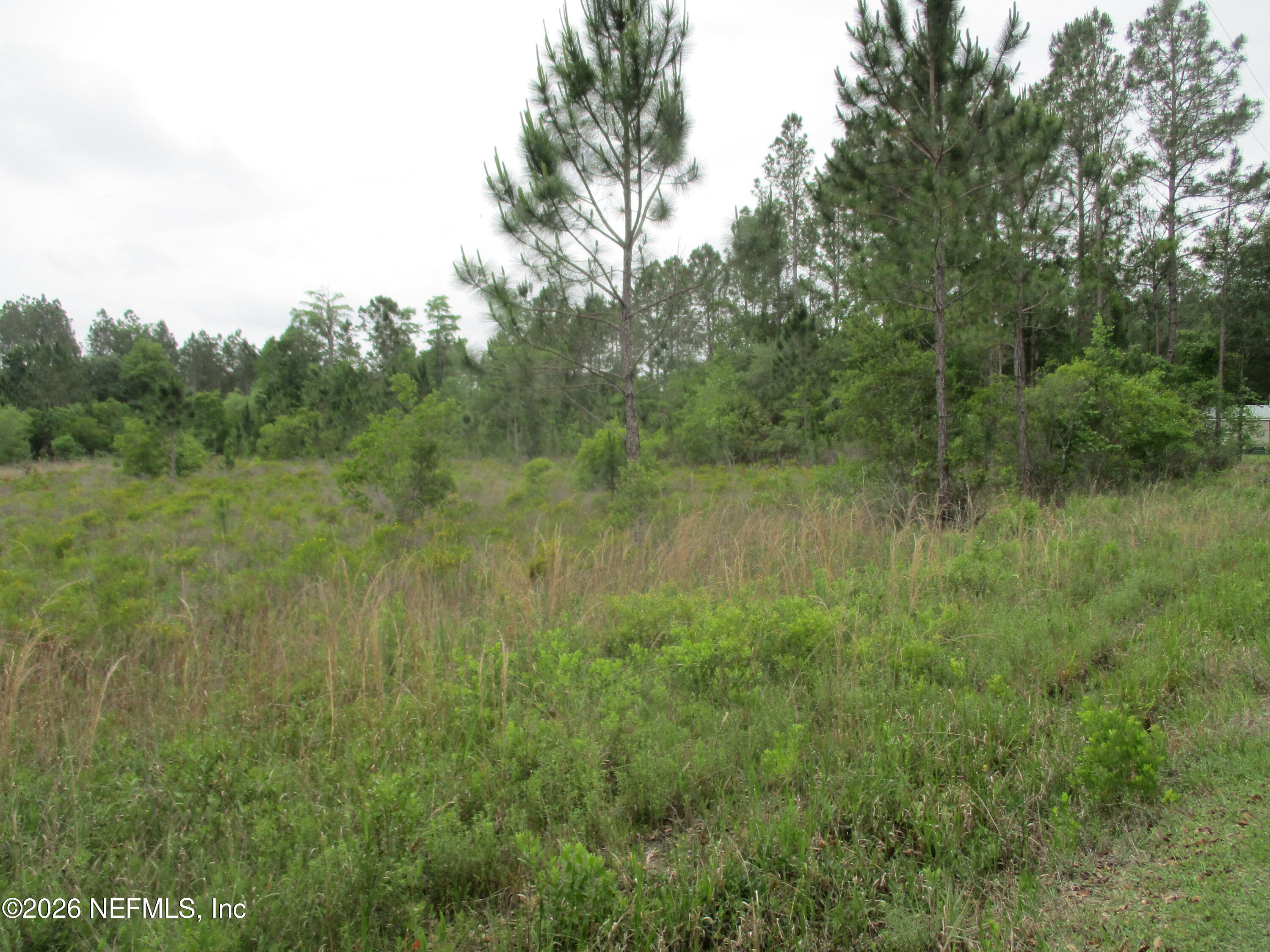0 Quail Road Callahan, FL 32011 - Photo 3 of 5 a view of a lush green forest with lots of trees