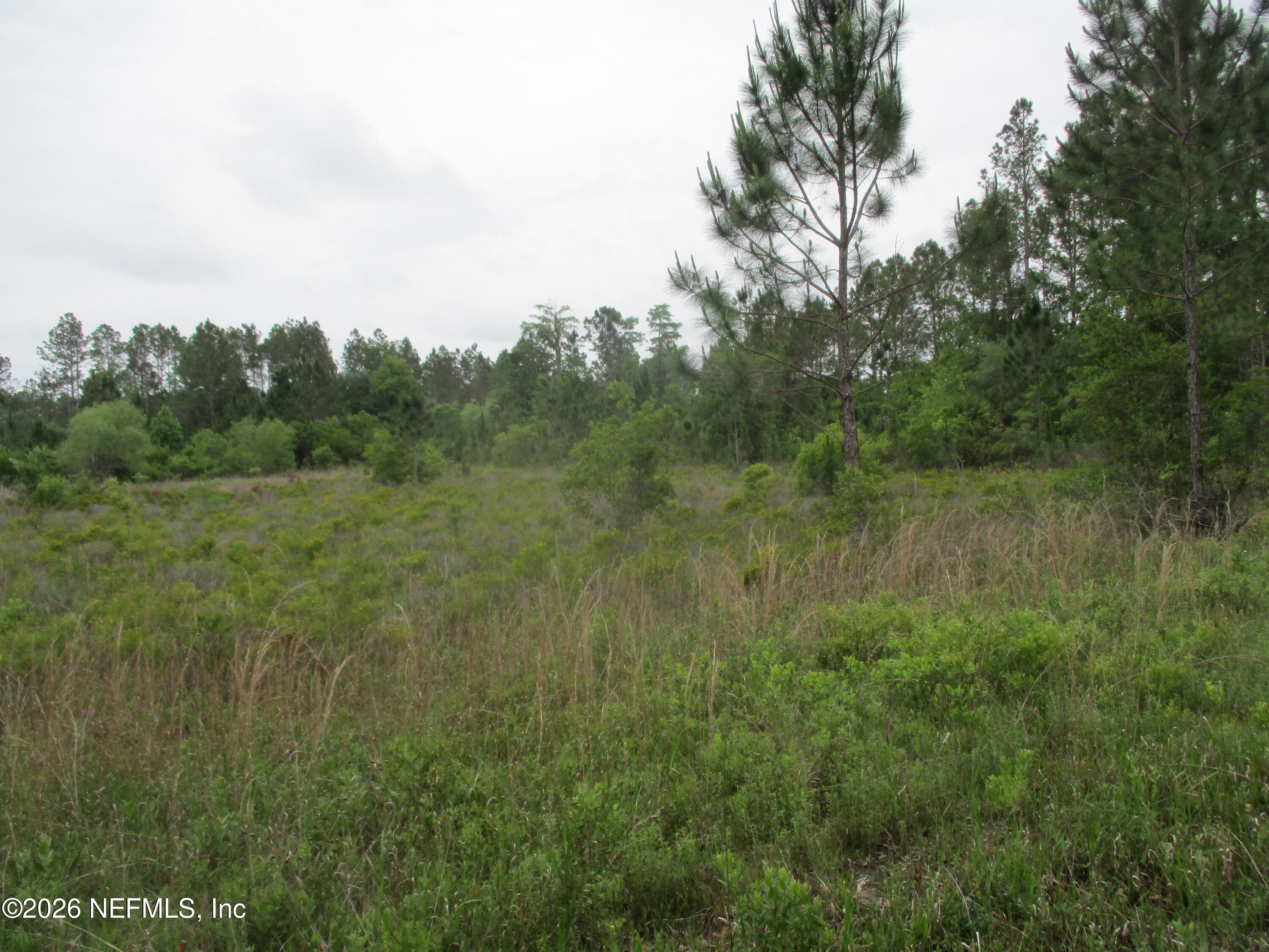 0 Quail Road Callahan, FL 32011 - Photo 4 of 5 a view of a lush green forest with lots of tall trees