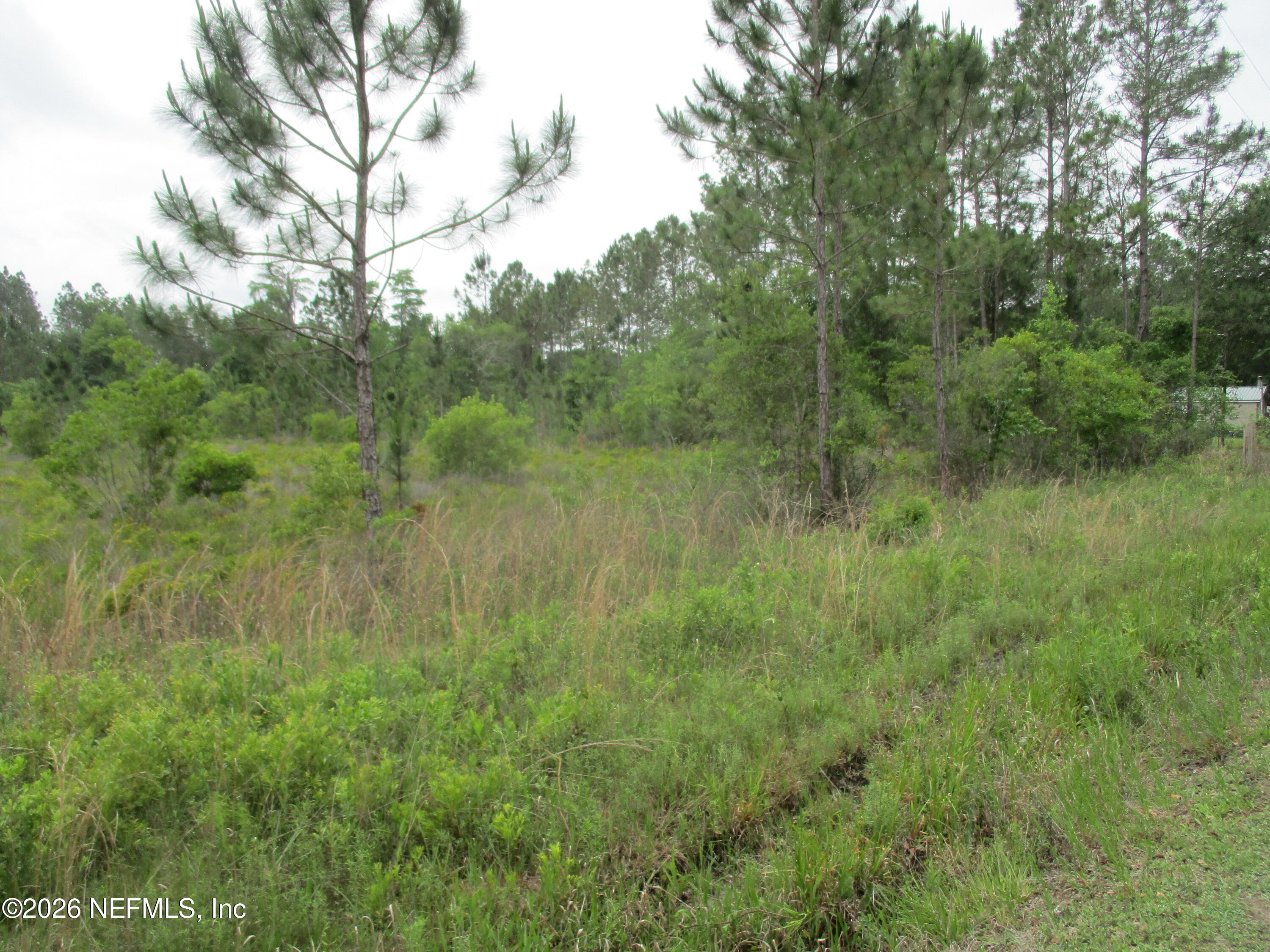 0 Quail Road Callahan, FL 32011 - Photo 5 of 5 a view of a lush green forest with lots of tall trees