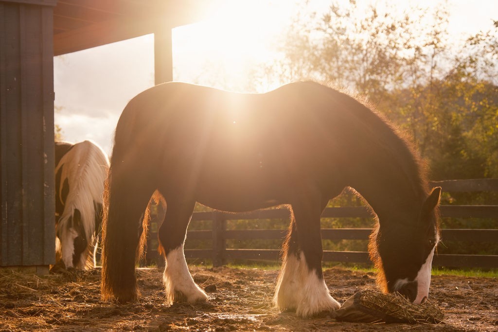 5297 Old Harding Road Franklin, TN 37064 - Photo 53 of 100