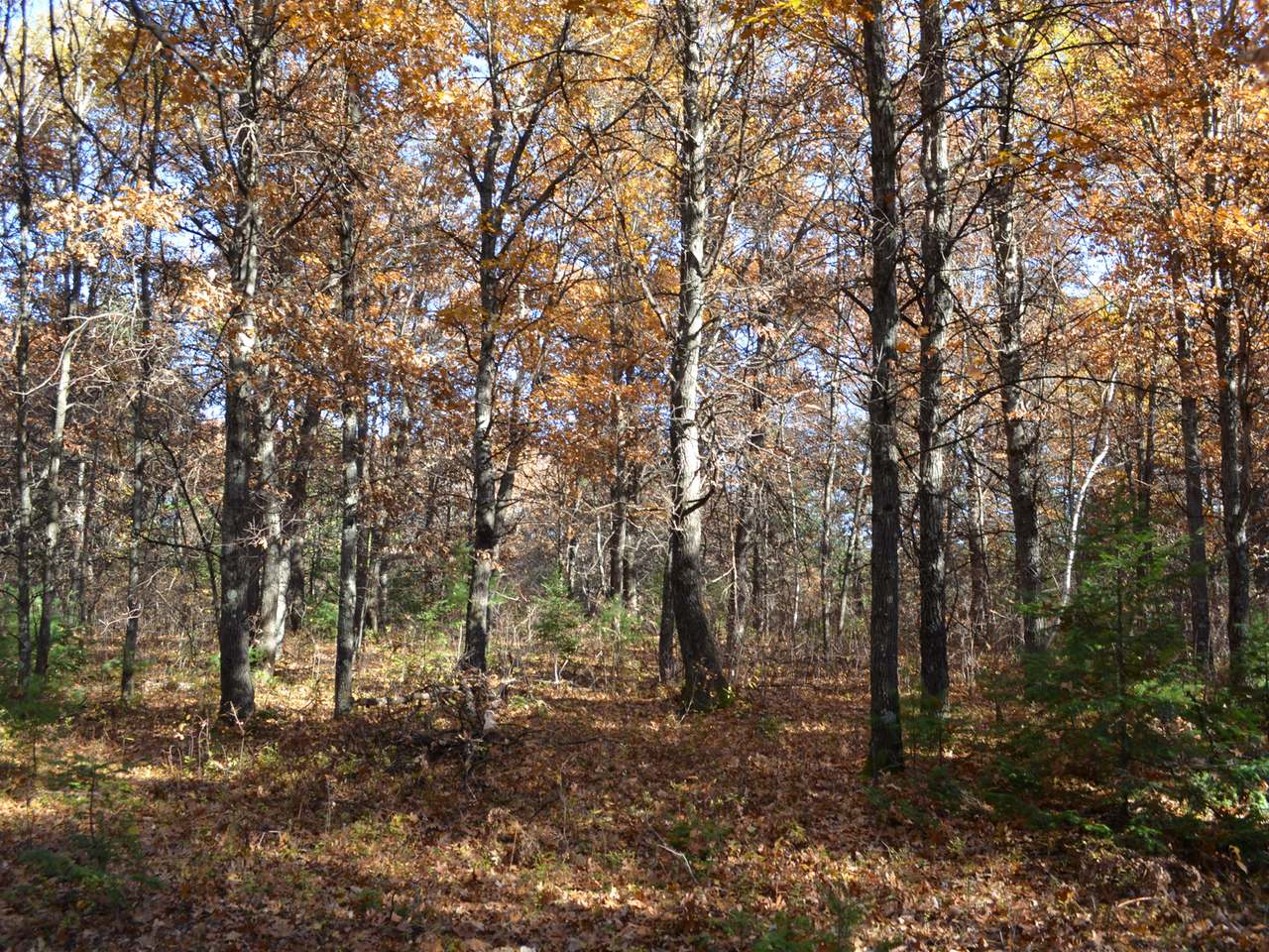 Lot 3 Point O Pines Road Tomahawk, WI 54487 - Photo 7 of 20 Gallery Image 7