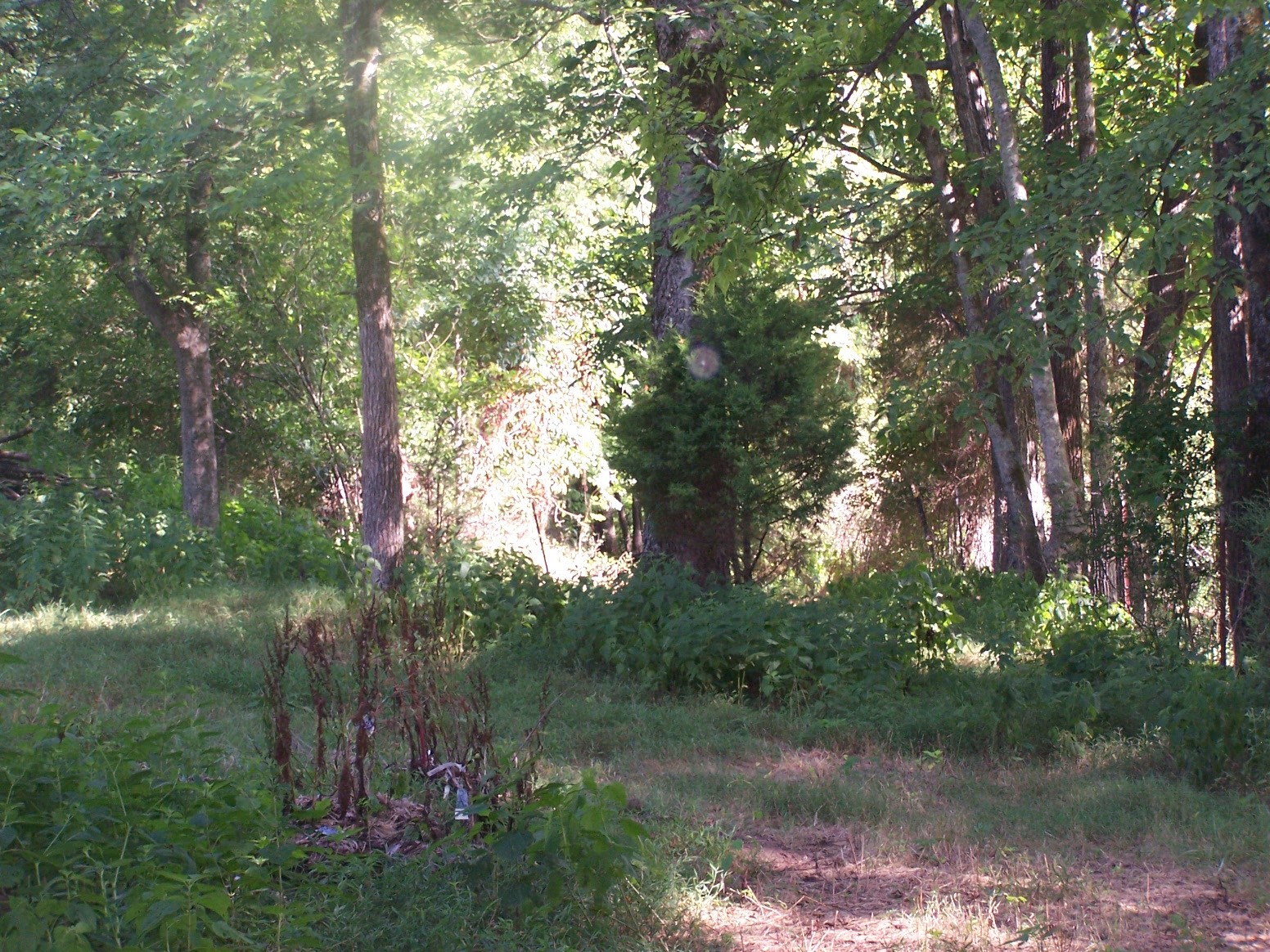 1346 Garner Hollow Road Pulaski, TN 38478 - Photo 19 of 42 a view of lake with a yard
