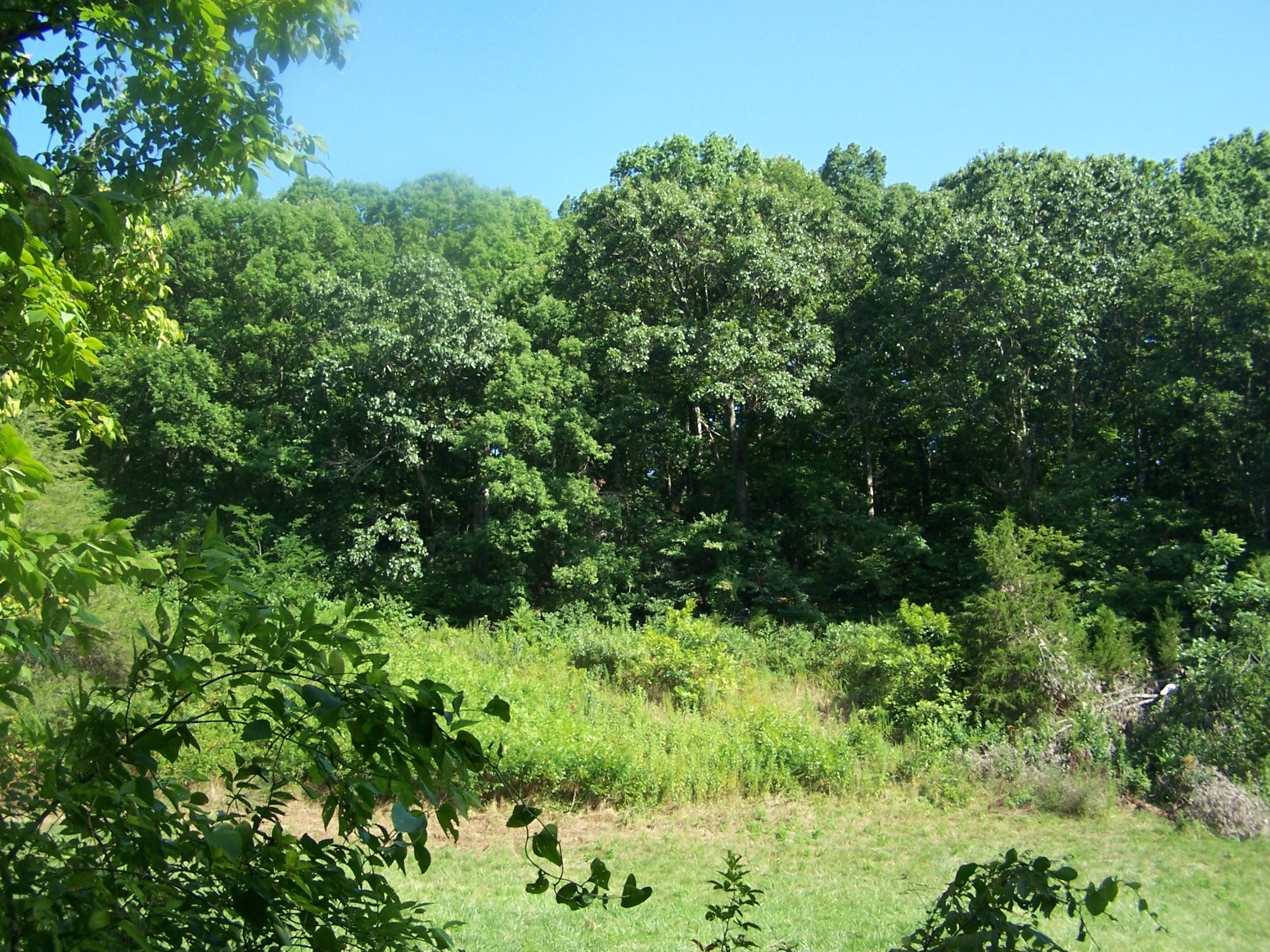 1346 Garner Hollow Road Pulaski, TN 38478 - Photo 5 of 42 a view of a garden