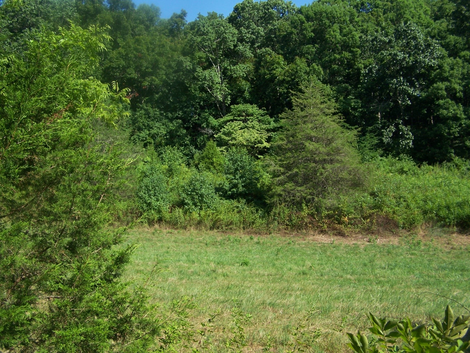 1346 Garner Hollow Road Pulaski, TN 38478 - Photo 6 of 42 a view of a lush green space