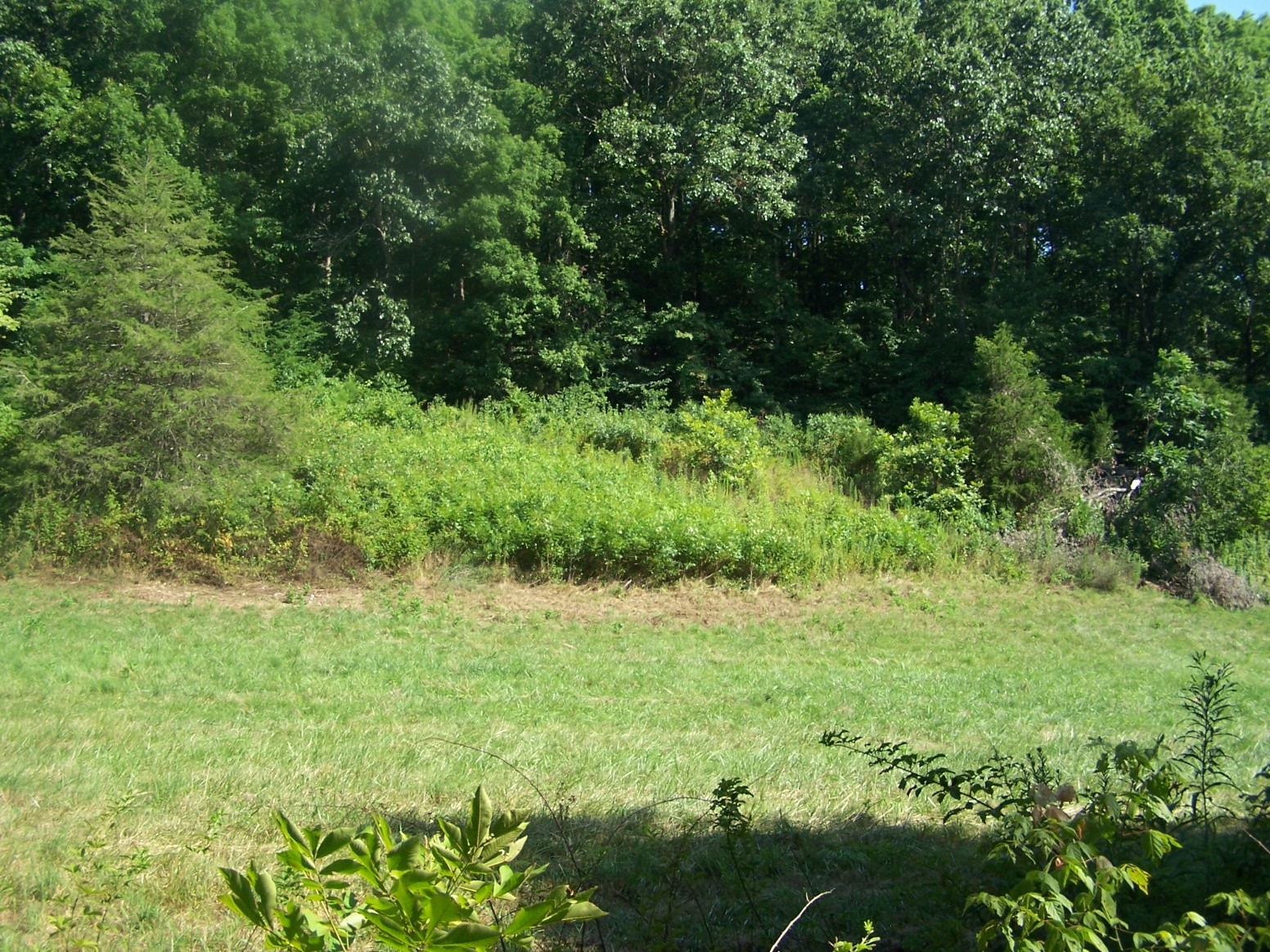 1346 Garner Hollow Road Pulaski, TN 38478 - Photo 8 of 42 a view of outdoor space and yard