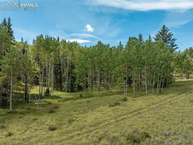 a view of a forest with a lake