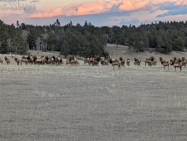 $1,050,000 | 284 County Road 511, Divide, CO 80814