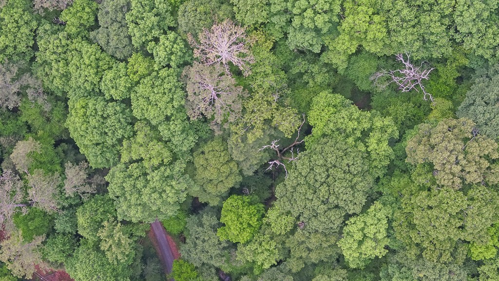 321 Call-Wright Road Ellijay, GA 30540 - Photo 84 of 92 a view of a forest with a tree