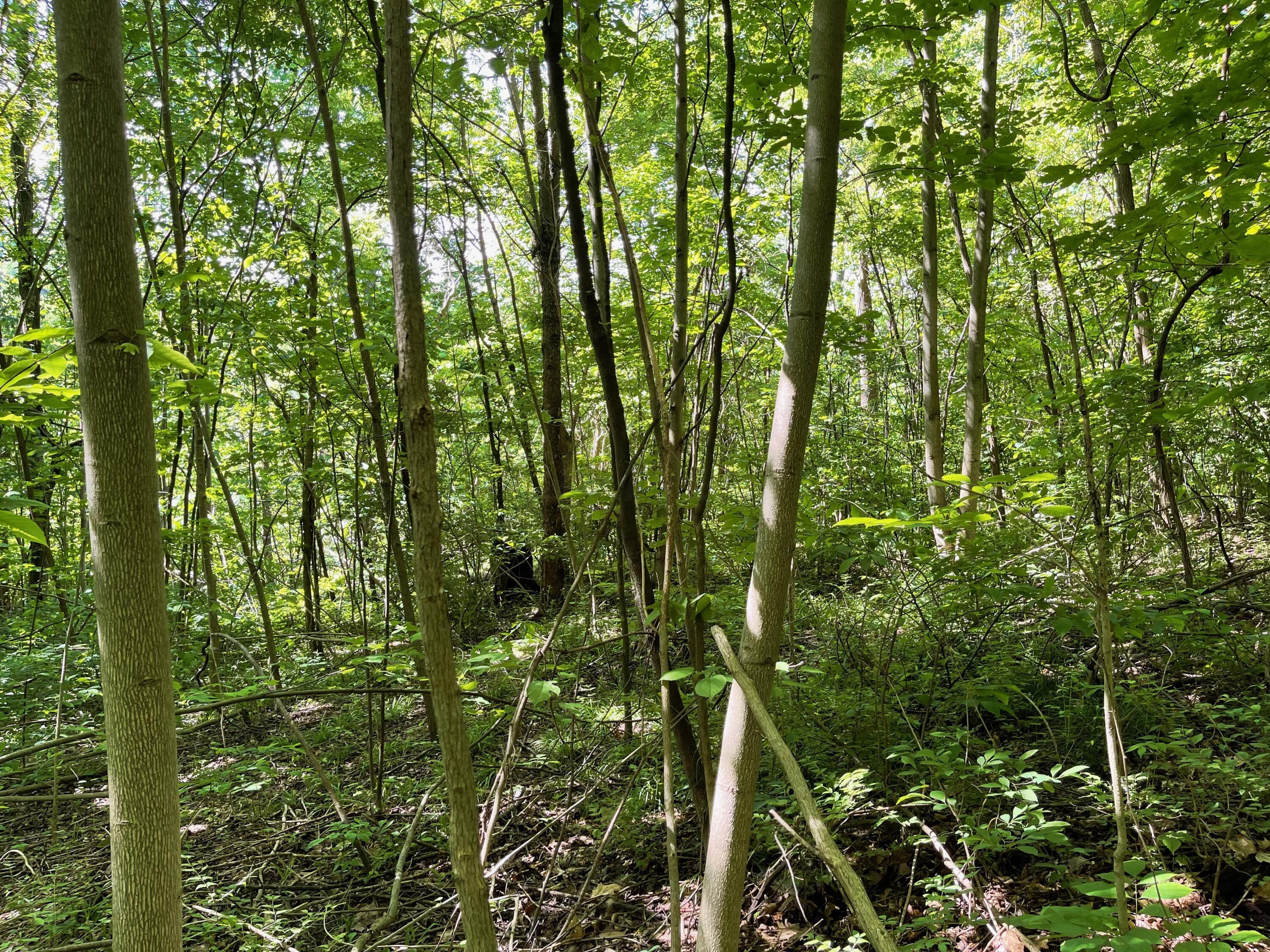 0 East Edgington Road South Salem, OH 45681 - Photo 5 of 9 Woods view 2