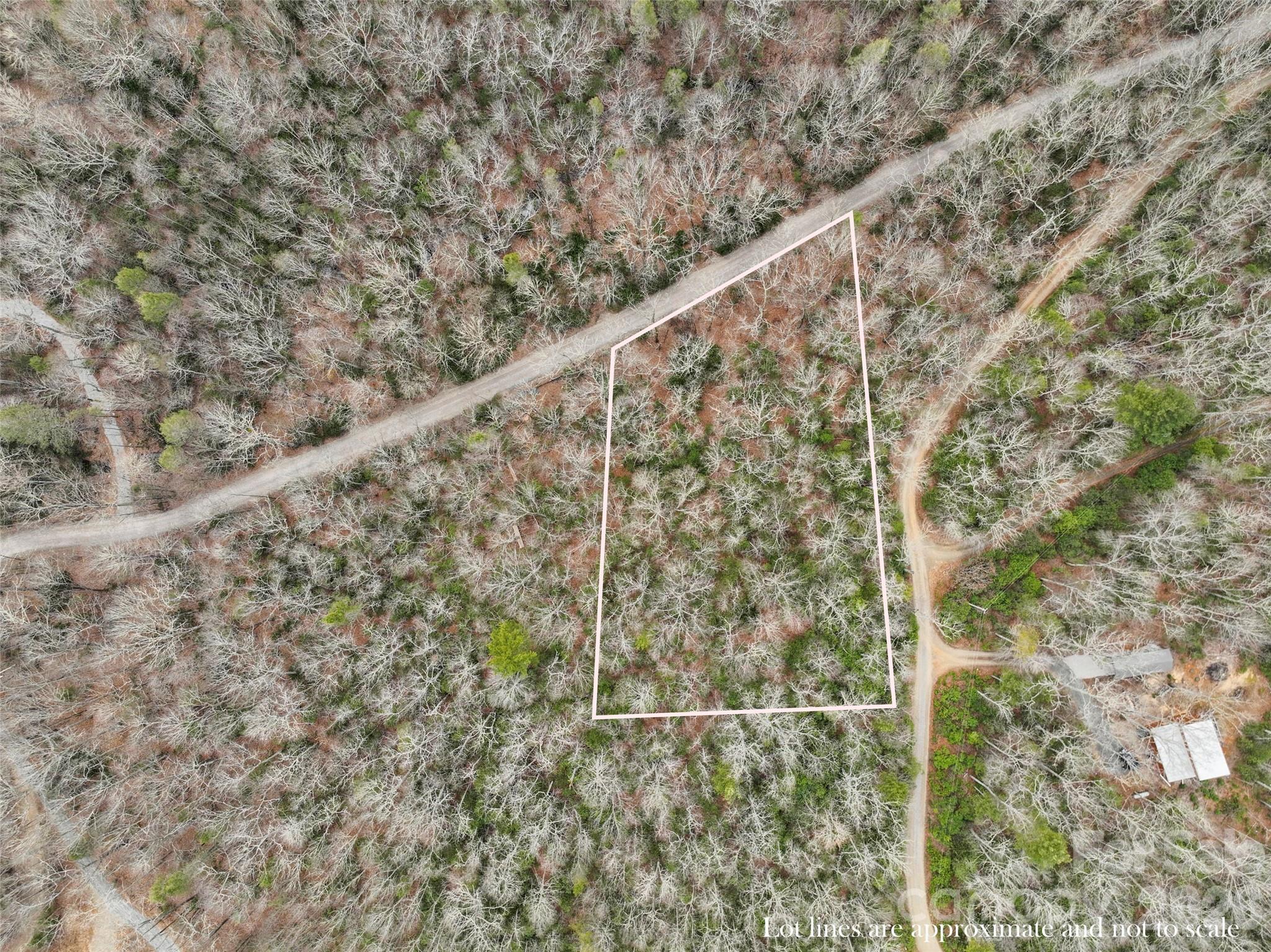 Lot 12 Patton Thicket Road Burnsville, NC 28714 - Photo 6 of 12 a close up of a plant with a dry yard