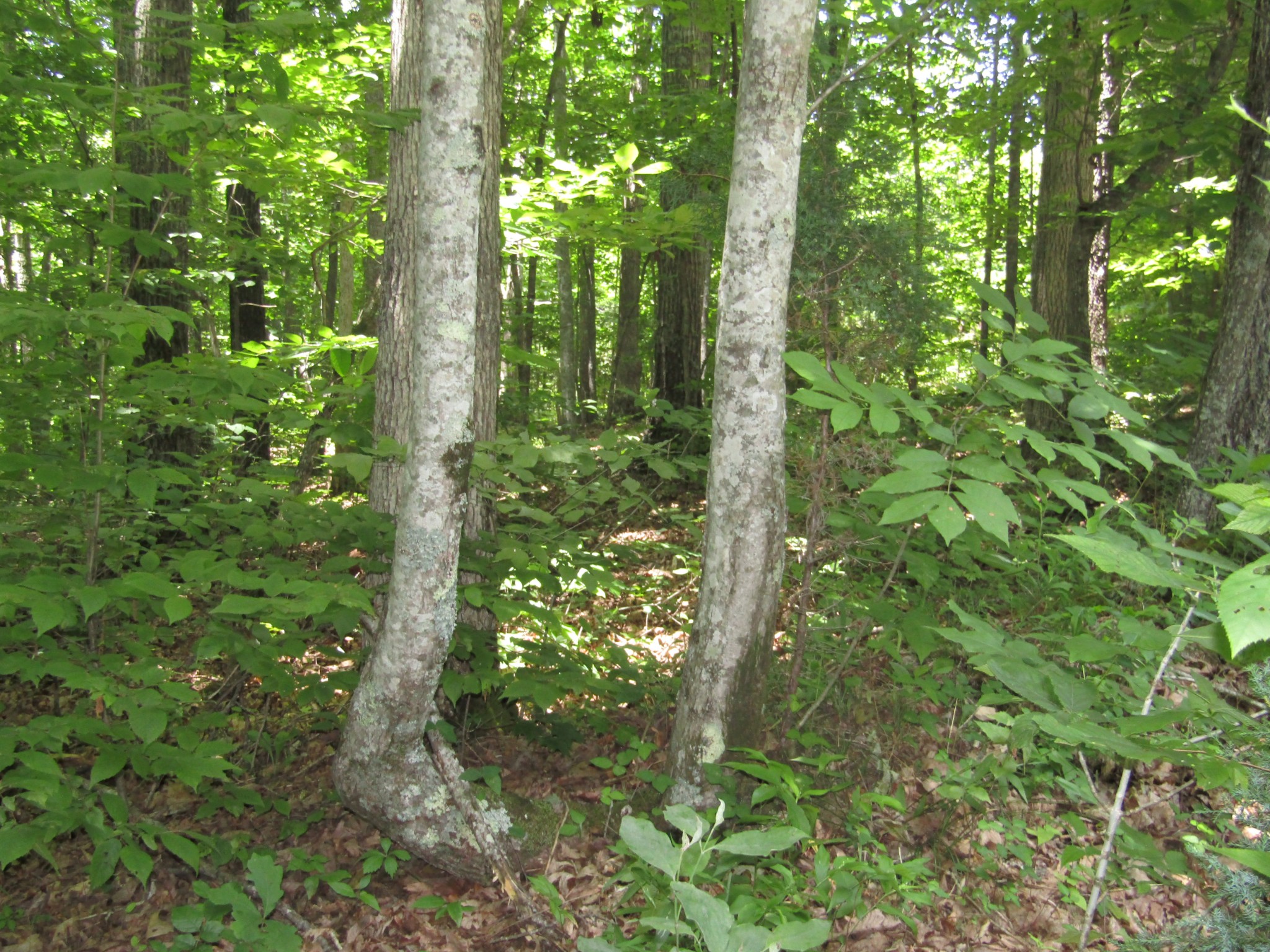 62 Tick Road Hilham, TN 38568 - Photo 11 of 48 Gallery Image 11
