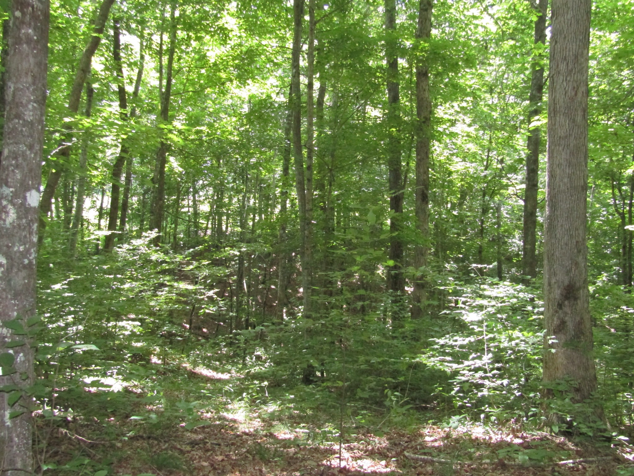 62 Tick Road Hilham, TN 38568 - Photo 12 of 48 Gallery Image 12