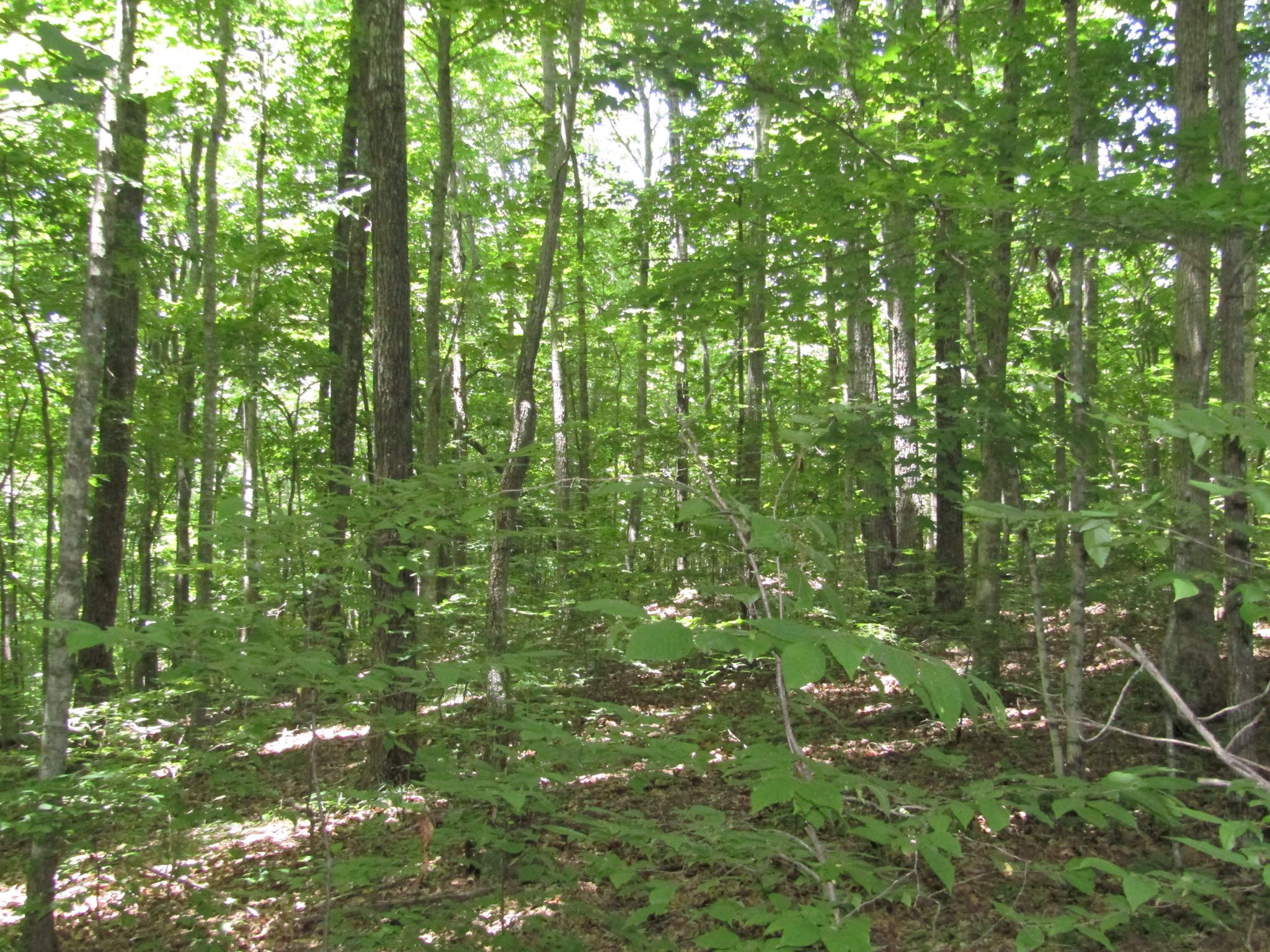 62 Tick Road Hilham, TN 38568 - Photo 16 of 48 Gallery Image 16