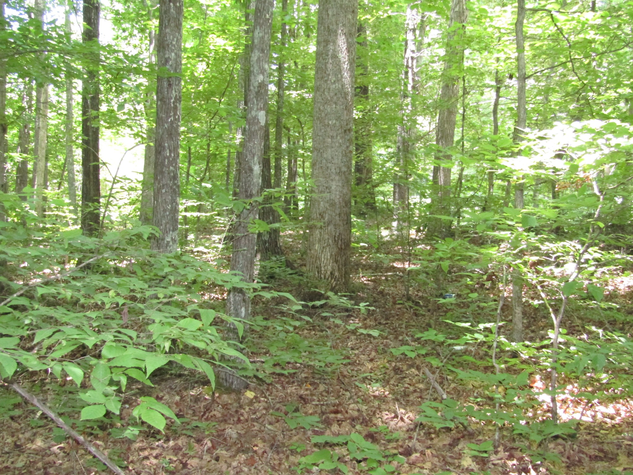 62 Tick Road Hilham, TN 38568 - Photo 17 of 48 Gallery Image 17